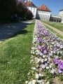 Blumen im Schloss München