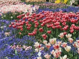 Botanischer Garten München Tulpen 1