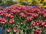 Botanischer Garten München Tulpen 2
