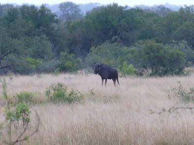 Krüger-Nationalpark-Büffel