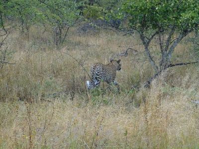 Krüger-Nationalpark-Leopard