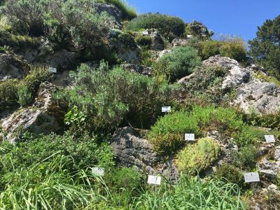 Botanischer Garten München Alpenpflanzen