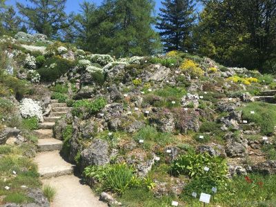 Botanischer Garten München Alpenkräuter