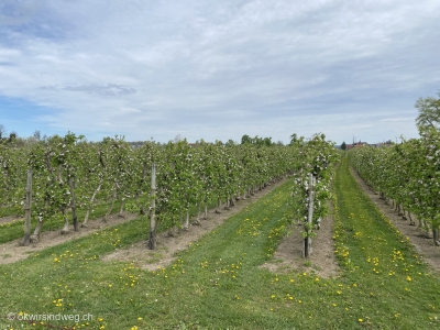 Bluehende-Apfelstraeucher-am-Bodensee