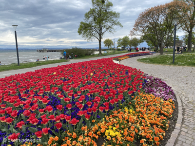 Blumenpracht-Langenargen-auf-Fahrradtour