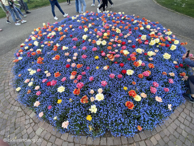 Fahrradtour-Langenargen-Blumenpracht