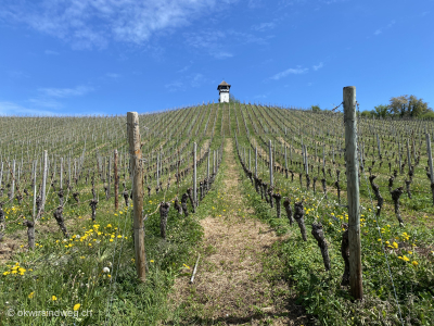Weinberge-auf-Radtour-Bodensee