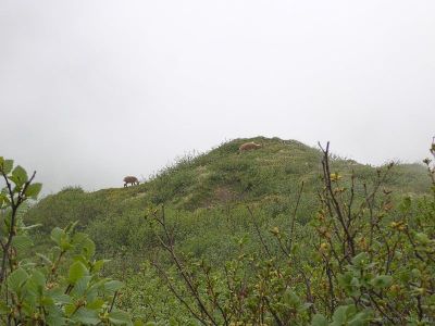 Pilatus Bandweg Tiere