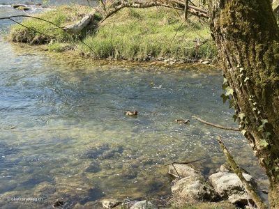 Spaziergang-an-Aare-Schönenwerd-Niedergösgen-Gretzenbach