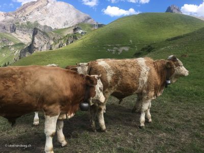 Engstligenalp-Kühe