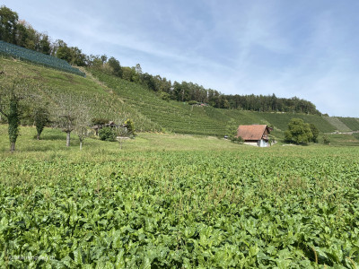 Ostschweiz-gruene-Felder-Kulturland