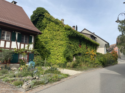 verwachsenes_Haus_gruenes_Haus_Andelfingen