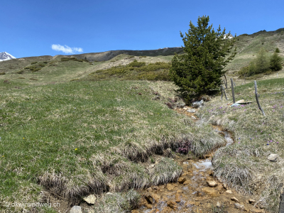 Berwanderung-Wiese-Engadin-Scuol