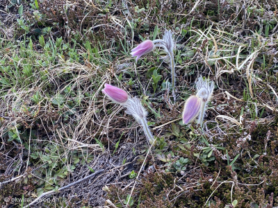 Berg-Anemone-Kuechenschelle-Pulsitella-Montana-Engadin