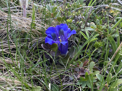Enzian-Blaue-Blume-Engadin