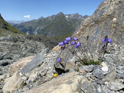 Bergblume_Alpinwanderung_Bergwanderung