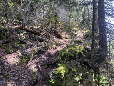 Waldabschnitt-steil-Crans-Montana-Suonenwanderung