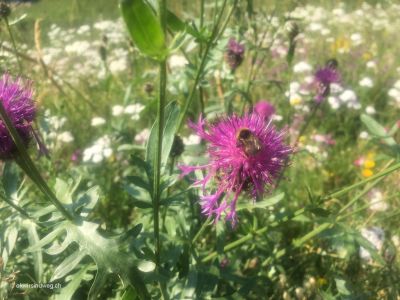 Alpen-Distel