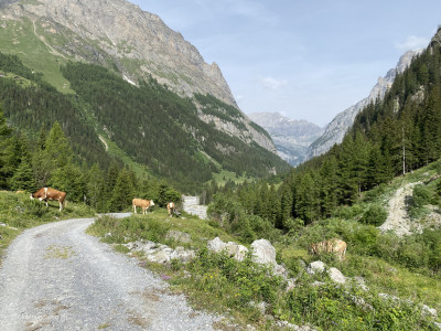 Gasterntal-Wanderweg-Kuehe