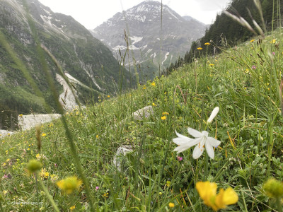Gasterntal-Alpenwiesen-Alpenwiesen