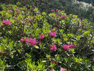 Alpenrosen_Bergpflanze_Alpenpflanze