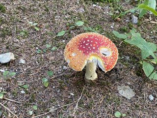 Pac-Man_Pacman-Pilz_sehenswuerdigkeit_Spektakulaeres_Pilzfoto-Viral