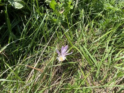 Krokus_Wiesenblume_Graubuenden_Buendnerland