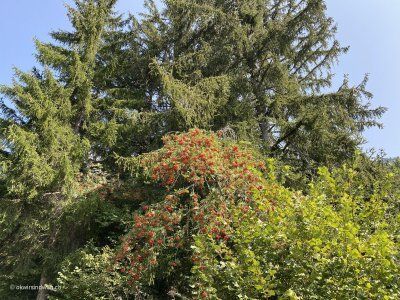 Baum_mit_roten_Beeren_Graubuenden