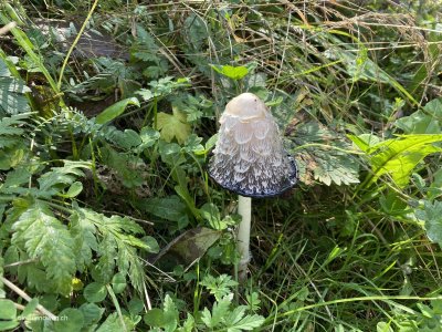 Schopftintling_Pilz_Graubuenden_Buendnerland