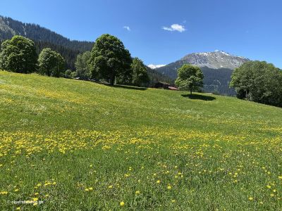 Monbiel-Klosters-Küblis-Naturwiese