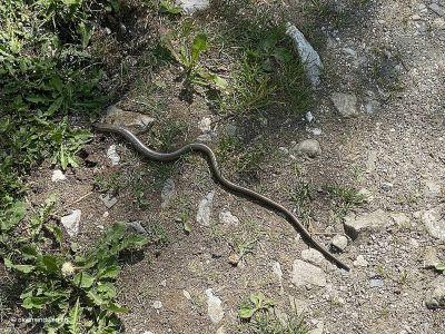 Blindschleiche-bei-Klosters