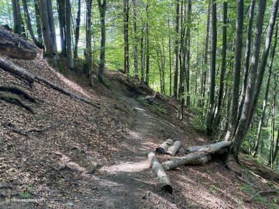 Wanderweg-zwischen-Klosters-und-Küblis