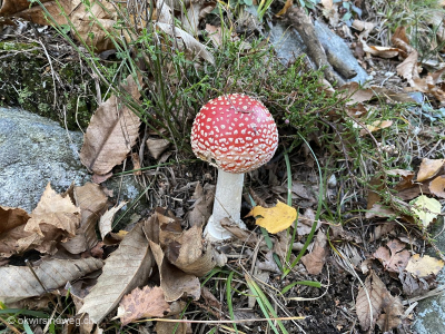 Fliegenpilz-auf-der-Wanderung-im-Tessin-bei-Monte-Carasso