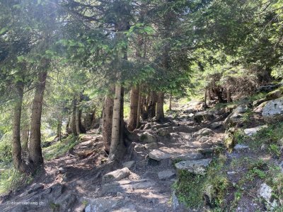 Val-Sumvitg_Wald