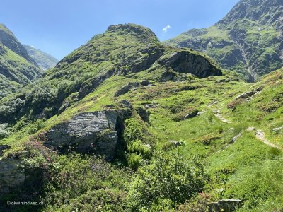 Alpenrosen-auf-dem-Weg-zur-Greina