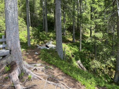 Wald_Wanderung_Urnerland