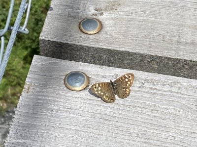 St-Antoenien-Schiers-Schmetterling-auf-Haengebruecke