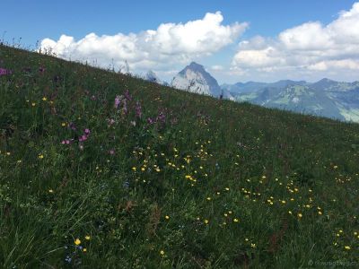 Stoos-Klingen-Fronalpstock-Flora-1