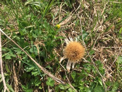 Stoos-Klingen-Fronalpstock-Silberdistel