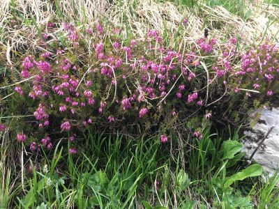 Stoos-Klingen-Fronalpstock-Flora-7