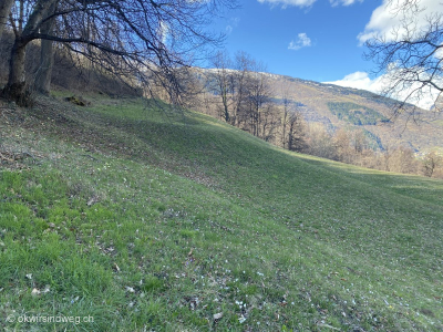 Krokusfeld-Blumenfeld-Fruehlingswanderung-Tessin-Bleniotal