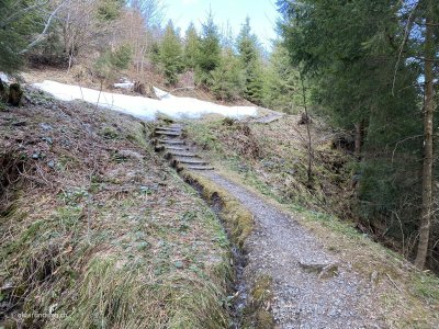 Wanderung_Wald_Ybergwald