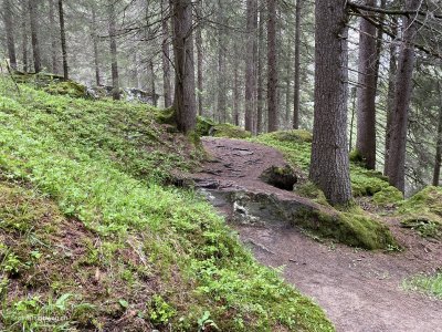 waldlandschaft-graubuenden