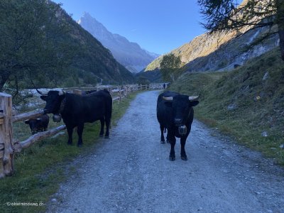 Bergwanderung-Zinaltal-Kuh_Kuehe_Begruessung