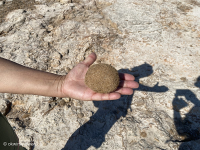 Straende-Menorca-Badebuchten-Menorcas-auf-dem-Cami-de-Cavall-Tag7