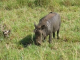 Warzenschwein