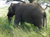 Elefant