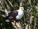 Schreiseeadler