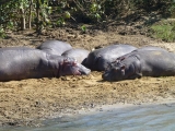 Hippos