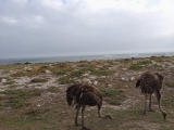 Cape of Good Hope 2